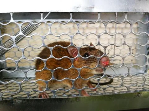 Rat in the cage trap. Stock Photos