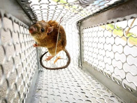 Rat in the cage trap. Stock Photos