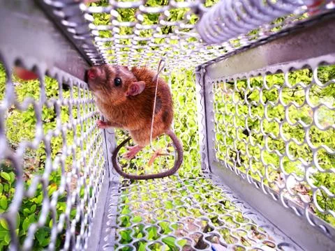 Rat in the cage trap. Stock Photos