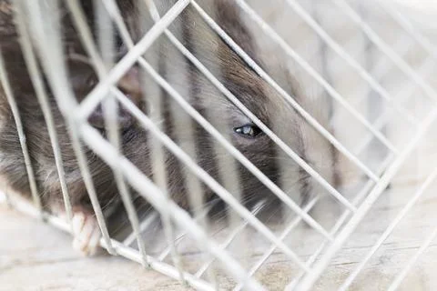 Rat captured in a cage Stock Photos