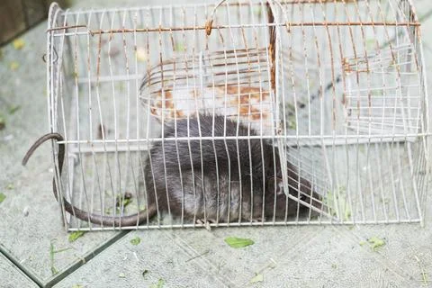 Rat captured in a cage Stock Photos