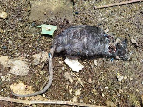 Rat carcass Stock Photos