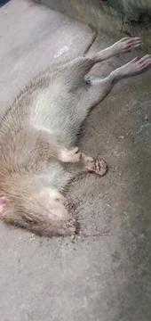 A Rat Carcass Stock Photos
