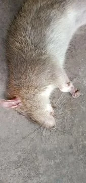 A Rat Carcass Foto stock