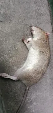 A Rat Carcass Stock Photos