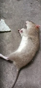 A Rat Carcass Stock Photos
