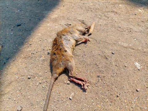 Rat carcass Stock Photos