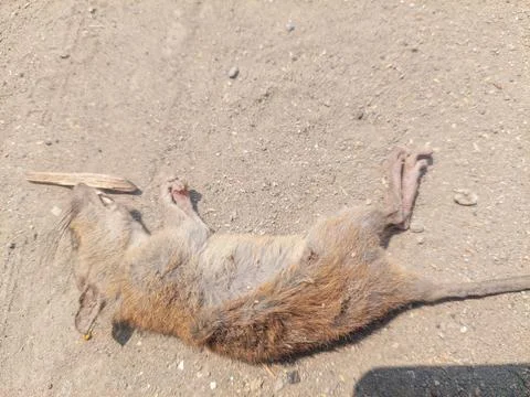 Rat carcass Stock Photos