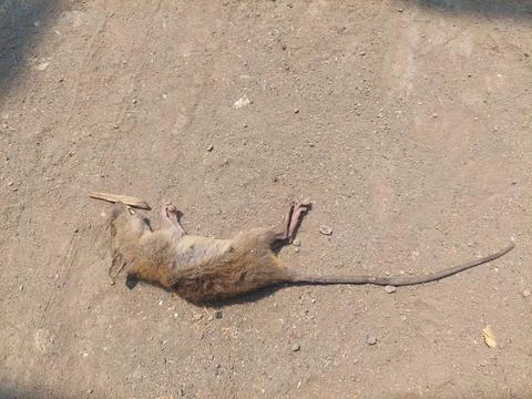 Rat carcass Stock Photos