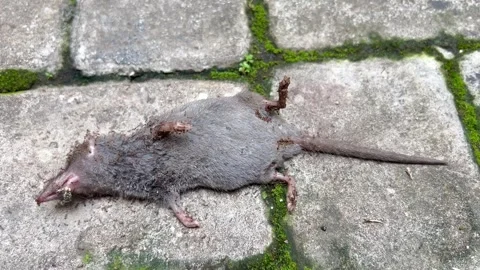 Rat carcasses are surrounded by a group of ants and flies. Wildlife Stock Footage 260675752