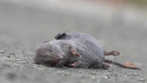 Rat carcasses on the ground Stock Footage 255496163