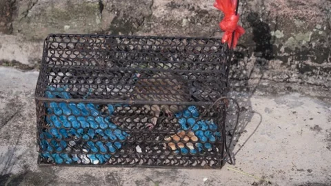 A rat caught in a mouse cage 動画素材 320354457