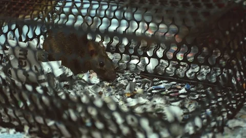 Rat caught in a mousetrap Видео 115560505