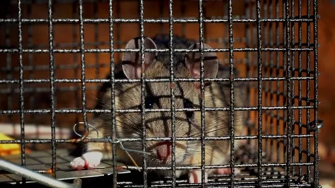 A rat caught in a no kill trap Stock Footage 325242635