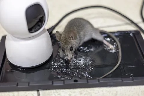 Rat caught in a trap, glue mouse trap was arrange for pest control, trape. Stock Photos