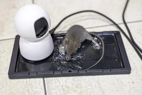 Rat caught in a trap, glue mouse trap was arrange for pest control, trape. Stock Photos