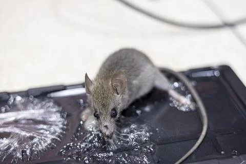 Rat caught in a trap, glue mouse trap was arrange for pest control, trape. Stock Photos