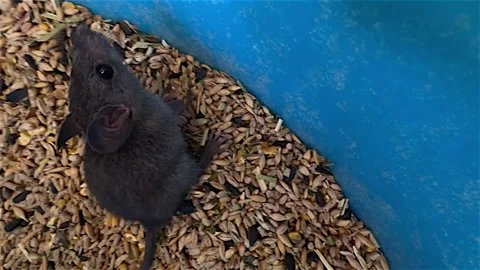 Rat in the Chicken Feed  P5 202 Stock Footage 304403828