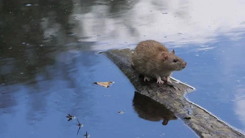 Rat Cleaning Itself on Floating Log, Rodent Autumn Season, Close Up Vídeos de archivo 220918959