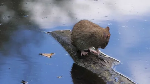 Rat Cleaning Itself On Floating Piece of Wood, Close Up Stock Footage 220334052