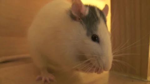 Rat cleaning up sequence Vídeos de archivo 1015139