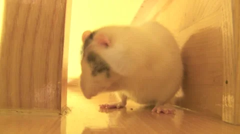  rat cleaning up sequence  Vídeos de archivo 1017941