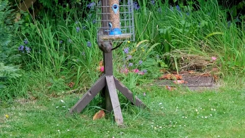 Rat climbing a bird table 스톡 동영상 308743787