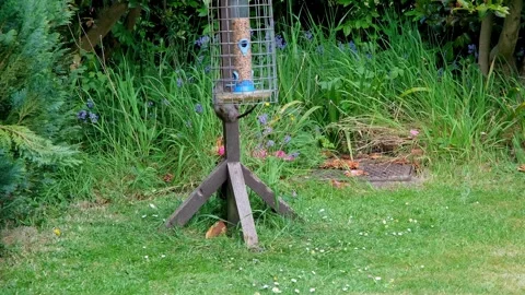 Rat climbing a bird table Stock Footage 308743849