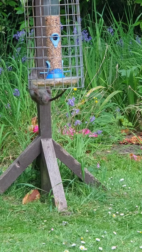 Rat climbing a bird table 스톡 동영상 308744382