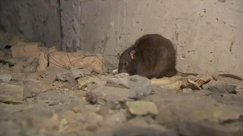 Rat Close Up Stock Footage 67590703