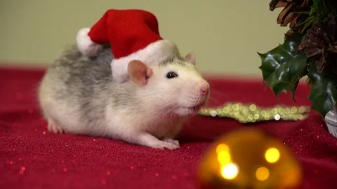 Rat, close-up side view in a Santa Claus hat among New Year's decor elements 스톡 동영상 119903479