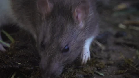 Rat closeup in manure 動画素材 107975029