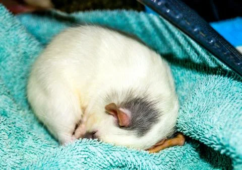 Rat curled up in sleep Stock Photos