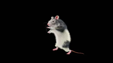 Rat Dance CG fur 3d rendering Stock Footage 133442056