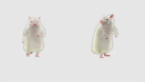 Rat Dancing, with Alpha matte. Stock Footage 138288609