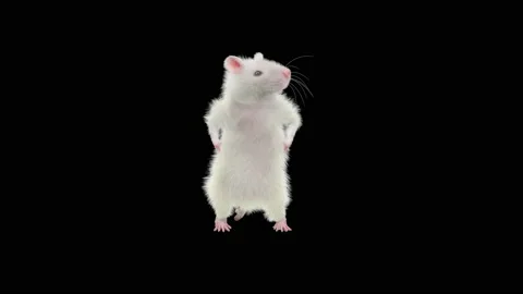 Rat Dancing, with Alpha matte. Stock Footage 150826142