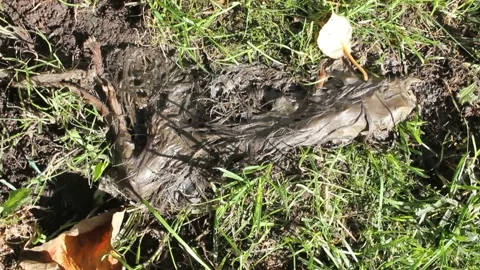 Rat decomposing in the grass Stock Footage 234593584