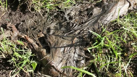 Rat decomposing in the grass in my garden Stock Footage 234593582