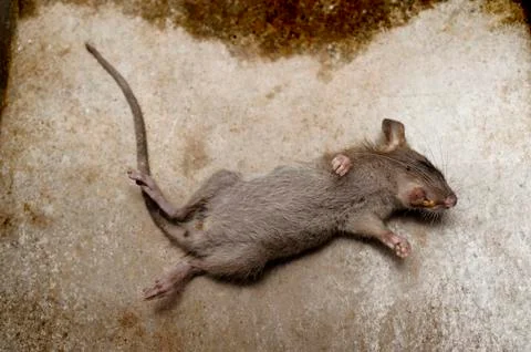 Rat die on ground Stock Photos