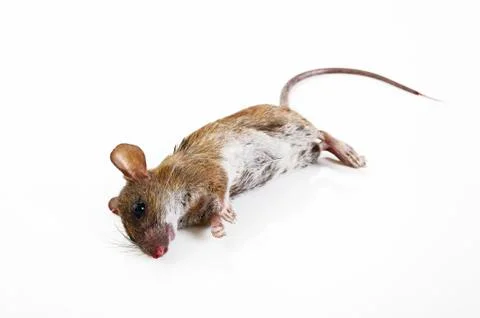 Rat die Stock Photos