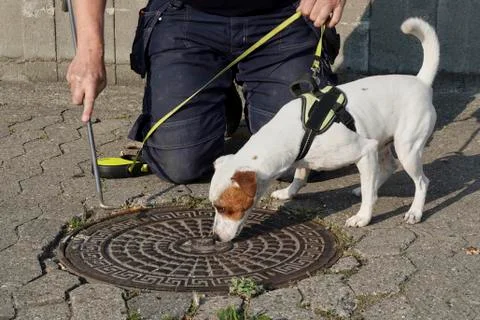 Rat dog at work Stock Photos