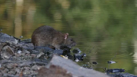 Rat Drinking and Sniffing Around Along the Water, Close Up. Stock Footage 221919792