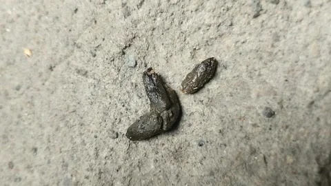 Rat droppings. rat droppings can cause various diseases 스톡 동영상 308995960