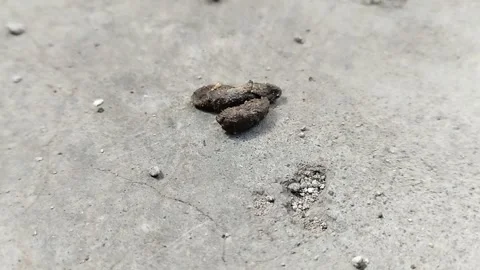 Rat droppings. rat droppings can cause various diseases Видео 310868760