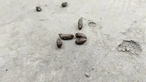 Rat droppings. rat droppings can cause various diseases Видео 310868771