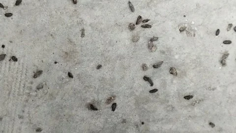 Rat droppings. rat droppings can cause various diseases Видео 310868772