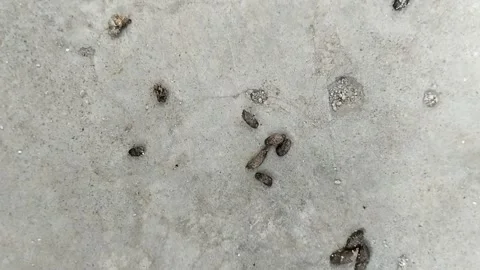 Rat droppings. rat droppings can cause various diseases Видео 310868778