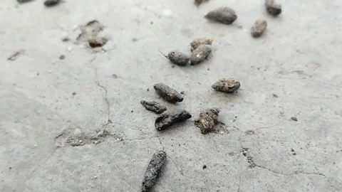 Rat droppings. rat droppings can cause various diseases Видео 310868795
