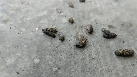 Rat droppings. rat droppings can cause various diseases Видео 310868796