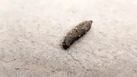 Rat droppings. rat droppings can cause various diseases Stockbeeldmateriaal 337541664